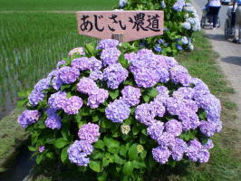 日中活動について