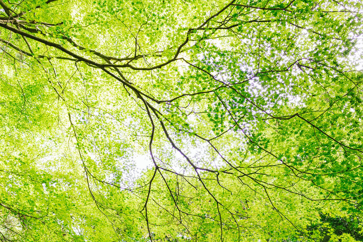 社会福祉法人 祥風会 芳徳の郷 ほなみ 介護老人保健施設